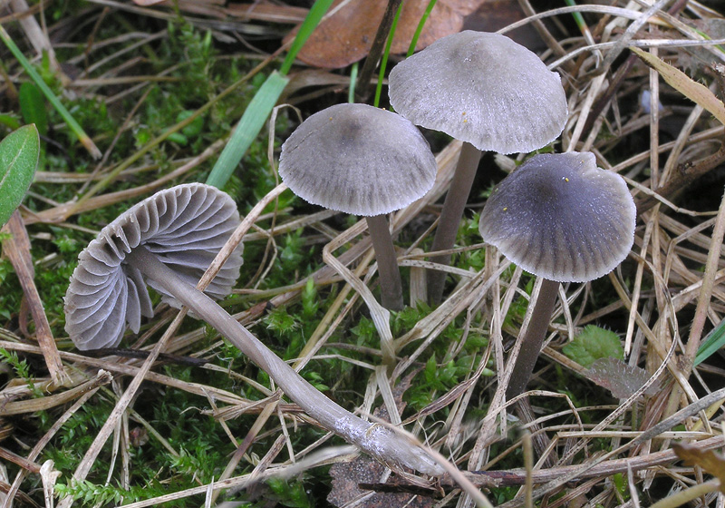 Mycena aetites